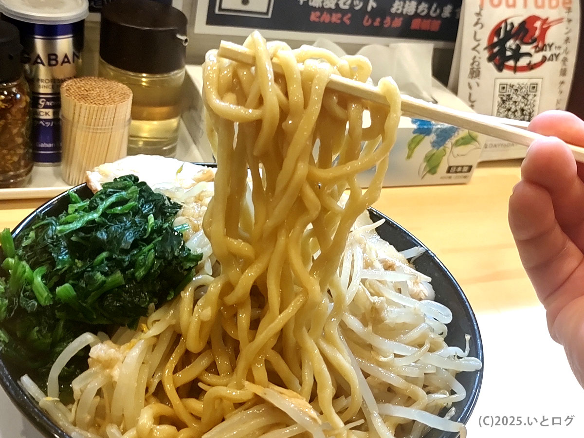 せんじゅ 松江の太麺を持ち上げたところ。もちもち食感で背脂醤油スープとの絡みが絶妙。麺屋たけ田好きにもおすすめ。