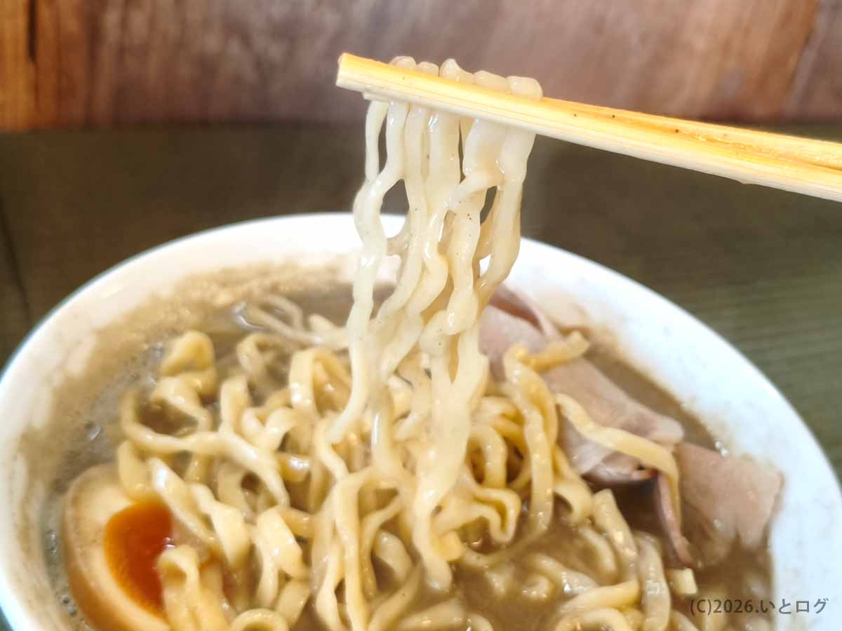香川県観音寺市の伊吹いりこセンターで味わうラーメンの平打ち縮れ麺。濃厚いりこスープをまとった麺を箸で持ち上げた様子
