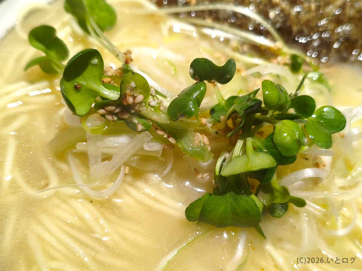 白濁した鯛塩スープに細麺、白髪ねぎ、カイワレ、ゴマを合わせた堂の浦 鳴門本店のラーメン